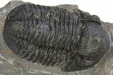 Huge, Inflated Gerastos Trilobite Fossil - Morocco #312809-1